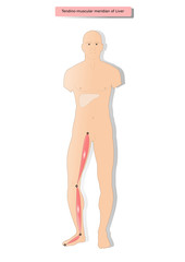 Fototapeta premium tendino muscular meridian of Liver