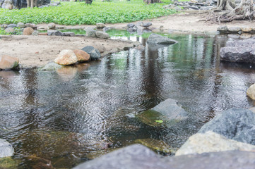 Grass grows on the banks of the river. climbing plant and stones