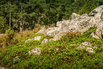 A beautiful rocky forest landscape in Finland