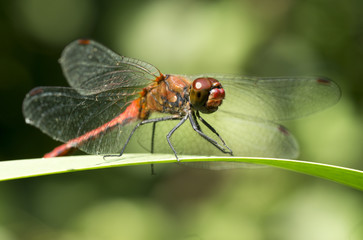 Gemeine  Heidelibelle 023