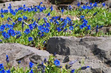 Kochscher Enzian oder Gentiana acaulis - stemless gentian or Gentiana acaulis