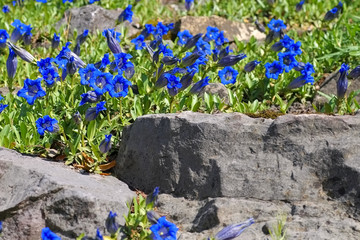 Kochscher Enzian oder Gentiana acaulis - stemless gentian or Gentiana acaulis