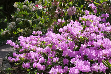 Obraz premium Rhododendron schlippenbachii im Frühling - Rhododendron schlippenbachii in spring