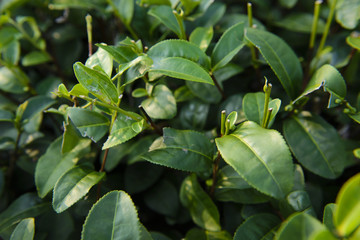 Fresh green tea leaves