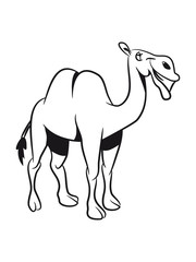 Camel funny cool funny