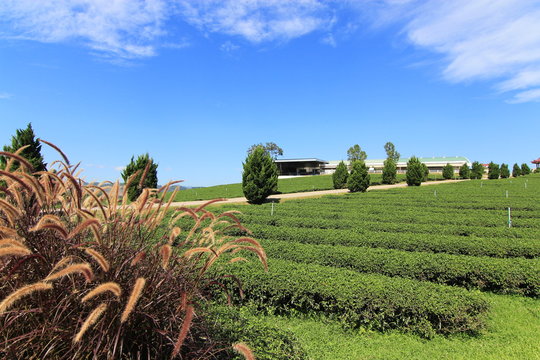 Pennisetum Fountain Grass in the tea plantation