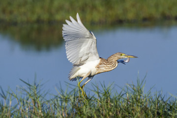 Indian pond heron in Arugam bay lagoon, Sri Lanka