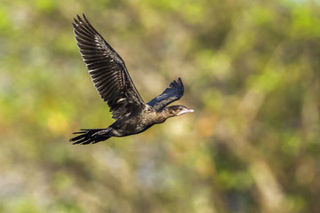 Fototapeta premium Mały kormoran w lagunie Arugam Bay, Sri Lanka