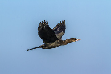 in Arugam bay lagoon, Sri Lanka