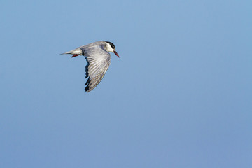 Obraz premium Whiskered Tern in Arugam bay lagoon, Sri Lanka