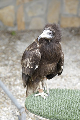 Young egyptian vulture (neophron percnopterus) perched on an inn
