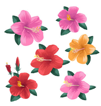 set of hibiscus