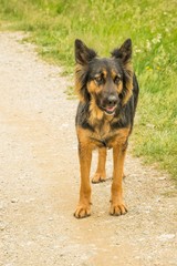 A Beautiful Female German Shepherd