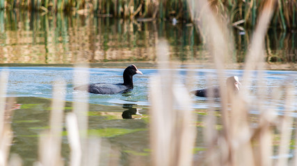Two Coots Behind The Blades Of Grass