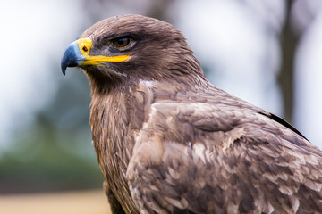 Steppenadler