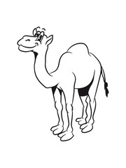 Camel funny