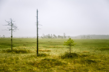 Fototapeta na wymiar A beautiful mire landscape in Finland - dreamy, foggy look