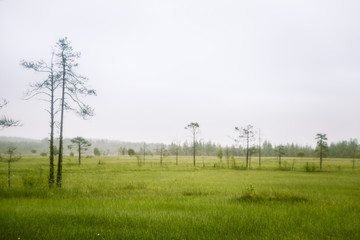 A beautiful mire landscape in Finland - dreamy, foggy look