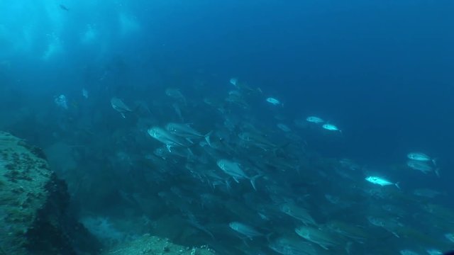 coral life underwater video 1080