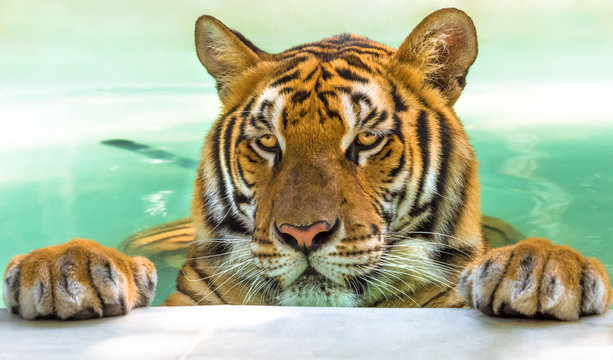 Close up of a big tiger in the water in Thailand, Asia.