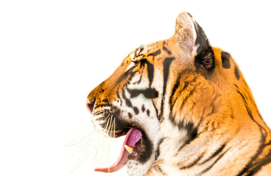 Close up of big tiger while opens his mouth, isolated on white background. Side view. Copy space.