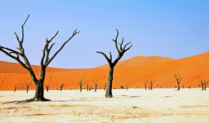 Namibia, Sossusvlei, Dead Vlei