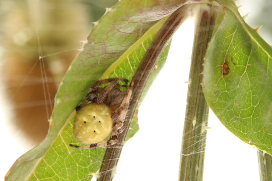 Vierfleckkreuzspinne (Araneus quadratus) 