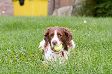 English Springer Spaniel dog in park with tennis ball