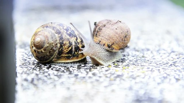 Snail couple