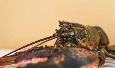 Profilo di un astice