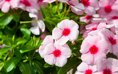 Fototapeta na wymiar Blossom Pink Flowers and green leaves in Garden