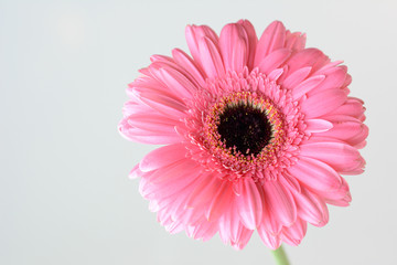 gerbera - zbliżenie wyizolowanego różowego kwiatu na białym tle
