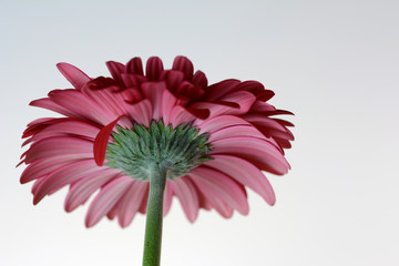 gerbera - zbliżenie czerwonego kwiatu na szarym tle © dorotaemiliac