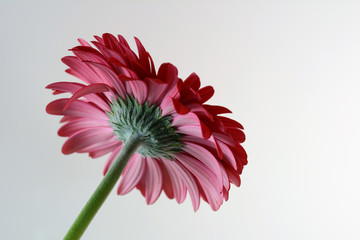 gerbera - zbliżenie dna czerwonego kwiatu na szarym tle © dorotaemiliac