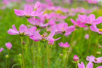 Fototapeta premium Blossom Pink Flowers and green leaves in Garden