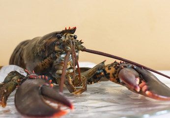 Astice in bella mostra