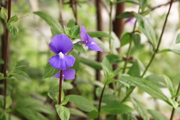 Purple Brazilian snapdragon beautiful flower 