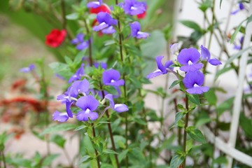 Purple Brazilian snapdragon beautiful flower 