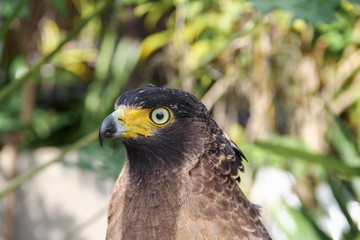 Falcon Peregrine or golden eagle, Closeup
