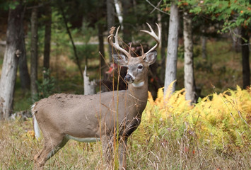 gros buck en automne