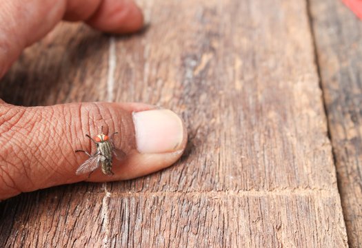 fly selective focus on finger, wooden background