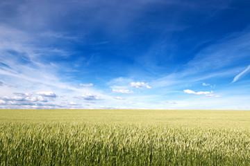 field of green ears and cloudy sky