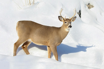 cerf dans la neige