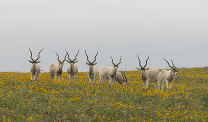 Addax herd