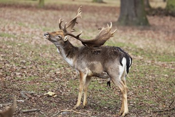 Fallow deer (Dama dama) - by using antler scratches his the back.