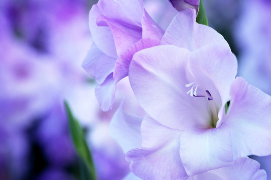 Fototapeta Purple Gladiolus flower in field. Representation to Splendid Beauty and promise. And have some space for write wording.