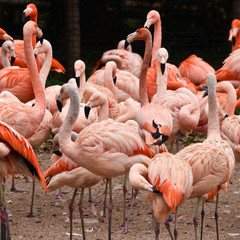 Group of flamingos in zoo