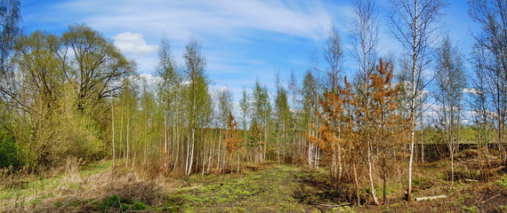 Fototapeta na wymiar Panoramic view of blue sky and flourishing birch 