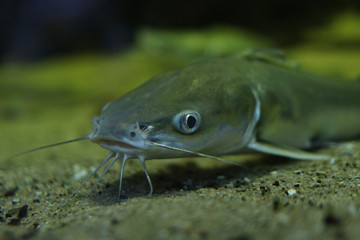 A catfish - Silurus Glanis