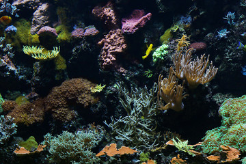Naklejka na ściany i meble Coral reef in deep sea